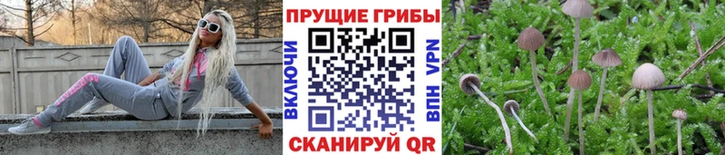 как найти   Пыть-Ях  Псилоцибиновые грибы Psilocybine cubensis 